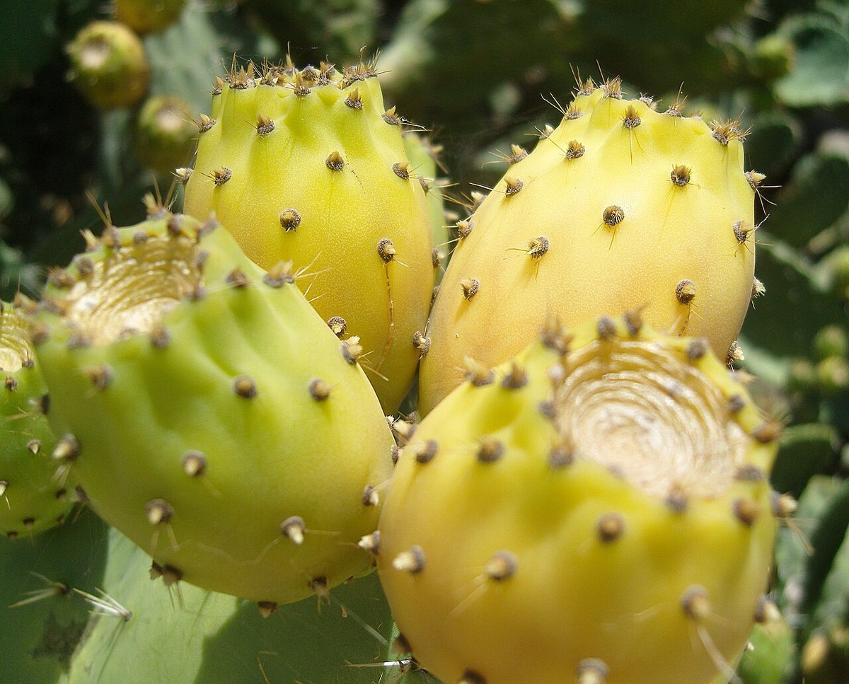 Desert fruit palette — prickly pear and warm stone