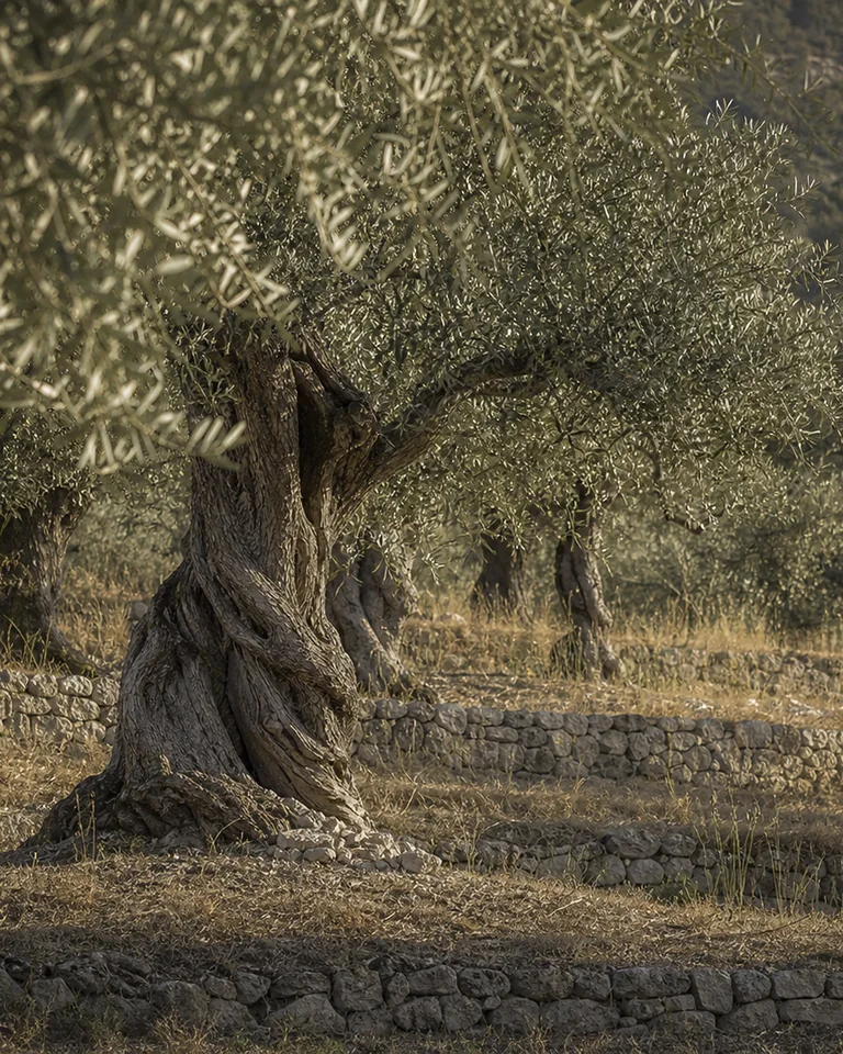 Gnarled olive wood and dry pale ground in a restrained grove study.